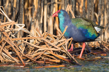 Purple Swamphen walking in shallow water to search for food on  cold morning
