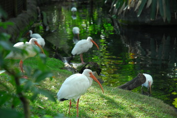 White Ibises
