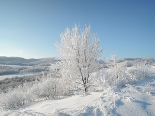 beautiful winter landscape with snow-white trees covered with frost bright Sunny day