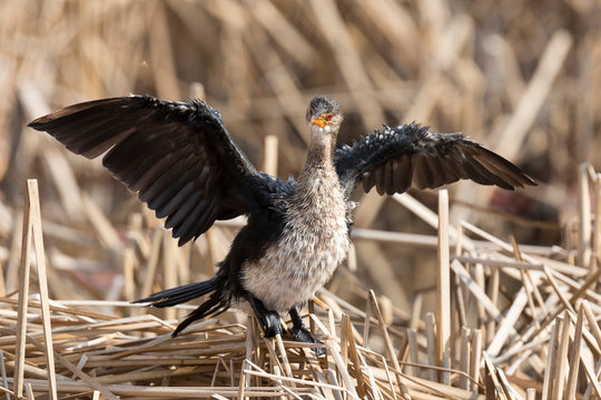 Lone immature reed cormorant drying its wings sitting on dead reeds