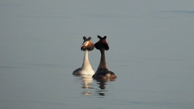 couple of Great crested grebe (Podiceps cristatus) mating
