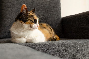 three-colored cat resting on the sofa