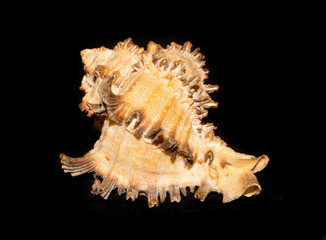 seashell isolated on black background