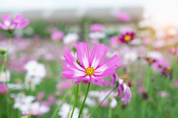 Beautiful cosmos flowers