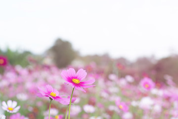 Beautiful pink cosmos flowers with nature background
