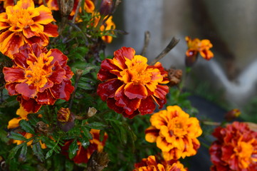yellow flowers in the garden