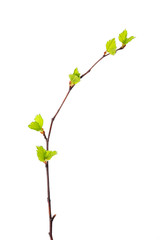 Birch tree (Betula pendula) branch with young leaves isolated on white background.