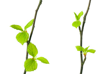Birch tree (Betula pendula) branch with young leaves isolated on white background.