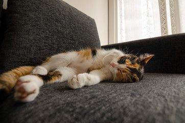 three-colored cat resting on the sofa