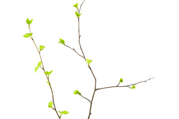 Birch tree (Betula pendula) branch with young leaves isolated on white background.