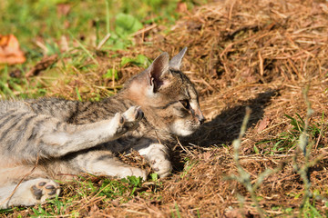 Domestic Cat washes and basking in the sun on the meadow