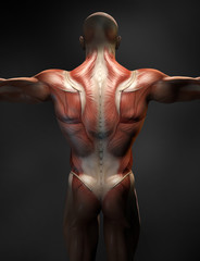 Obraz premium Back muscles of a man, medically 3D illustration