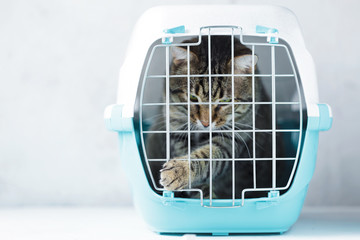 Gray cat in a cage for transportation. Cat paw trying to open the cage Carrying for animals. Relocation and animal transportation concept