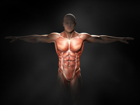 Front muscles of a man, medically 3D illustration