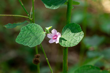 Caesarweed (Urena lobata) closeup - Pine Island Ridge Natural Area, Davie, Florida, USA