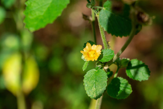 Flannel weed a.k.a. &lsquo;Ilima (Sida cordifolia) - Pine Island Ridge Natural Area, Davie, Florida, USA