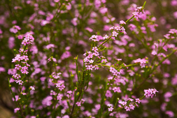 Obraz premium coleonema pulchellum pink flowers