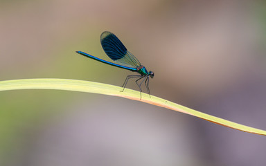 blau glänzende Libelle