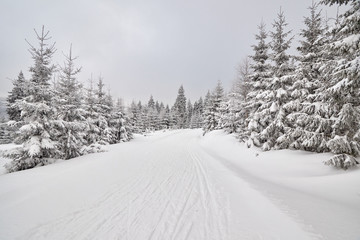 Fototapeta premium Winter landscape with cross-country ski trail.