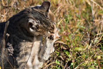 Domestic Cat washes and basking in the sun on the meadow