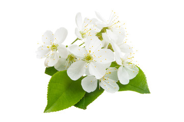 cherry flower isolated