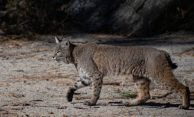 A Bobcat Stalking its Prey in Yosemtie Valley