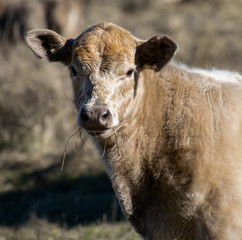 Fototapeta premium Curious Calf Pauses its Munching of Grass