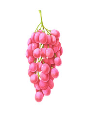 Hand painted watercolor pink grapes isolated on white background. Fruits illustration