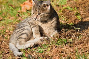 Naklejka na ściany i meble domestic cat lying on the sun and lazy