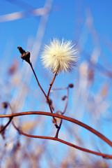 White dandelion withered soft flower on dry stem, blurry twigs and bright blue sky background, soft bokeh