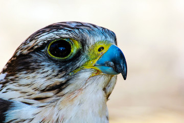 elegant bird of pray, a bird lurking on his victim