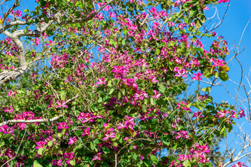 Obraz premium Hong Kong Orchid Tree (Bauhinia × blakeana) - Topeekeegee Yugnee (TY) Park, Hollywood, Florida, USA
