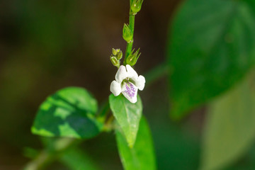 Chinese violet (Asystasia gangetica micrantha) - Pine Island Ridge Natural Area, Davie, Florida, USA