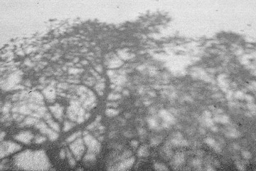 Black and white shadow of tree on asphalt road.