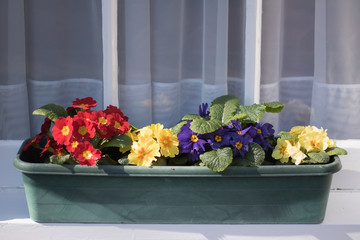 Сlose-up: Bright beautiful flowers of primrose blossom in a green pot on windowsill with white curtains. Primrose plant is not afraid of cold weather and blooms in England in spring, winter and fall. 