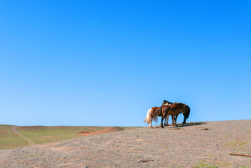 horses feed on the steppe