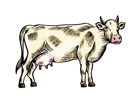 Sketch of cow drawn by hand. Livestock. Cattle. Animal grazing. Vector illustration like engraving.