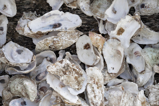 Close-up shell oysters as animal body isolated over white