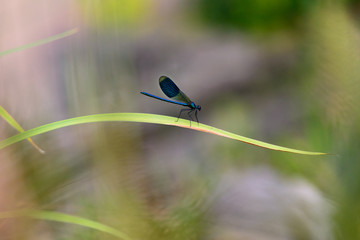 blau glänzende Libelle
