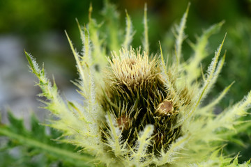 Alpenkratzdistel