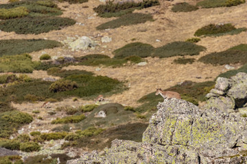 Mountain goat over the rock: