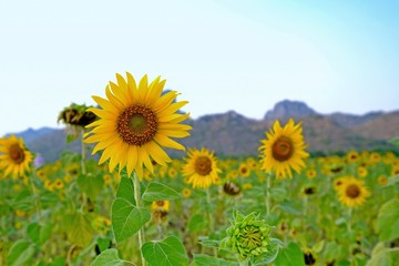 Fototapeta premium Close-up shot of a fully bloom sunflower having other sunflowers blurry at the back as background.