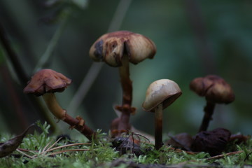 Fototapeta premium mushrooms in forest