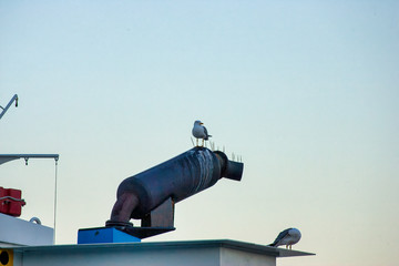 detail of a sea gull on top a funnel