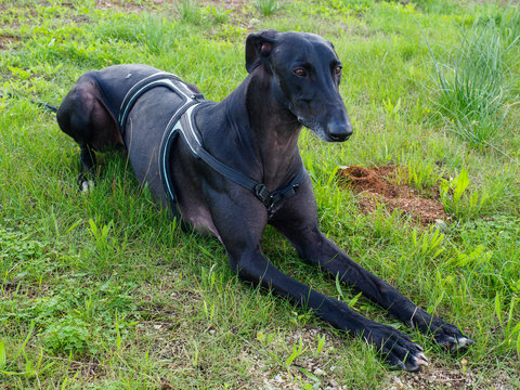 Galgo espa&ntilde;ol negro en hierba verde