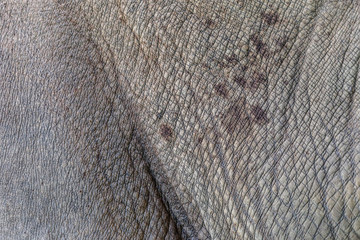 Close up of Black Rhinoceros, Diceros bicornis skin texture.