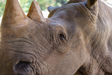Fototapeta premium A close up photo of an endangered rhino, rhinoceros face,horn and eye.