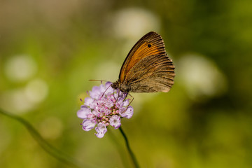 Obraz premium Großes Ochsenauge
