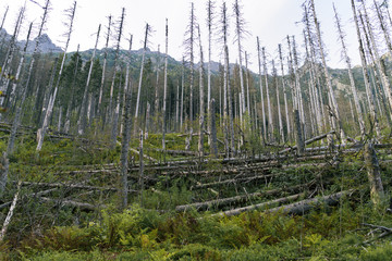 Trunks of trees in mountains Zakopane