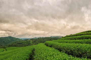 Amazing landscape view of tea plantation in sunset time.